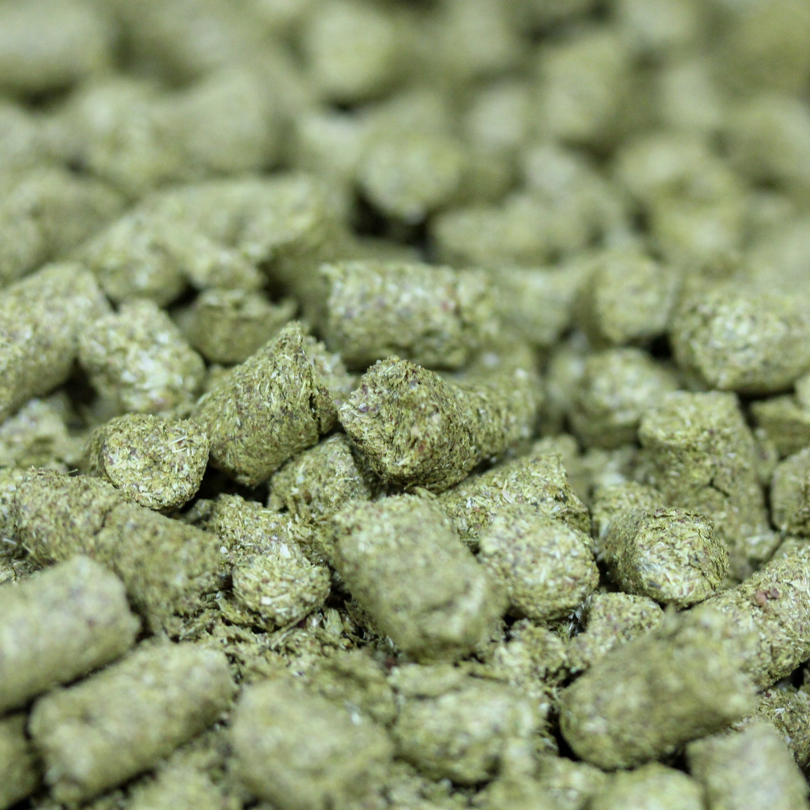 Brewers Gold Hops
